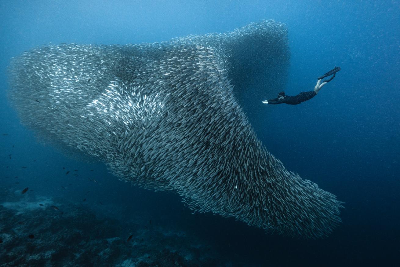a diver swims through a school of sardines