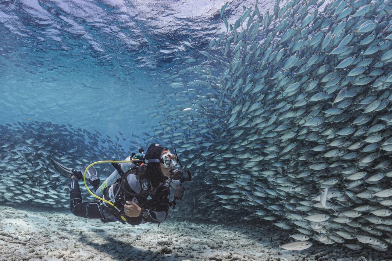 Scuba diver looking at a school of fish