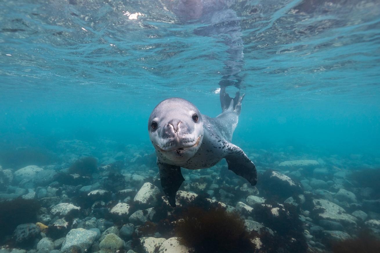 A leopard seal investigates the camera near Half Moon Island