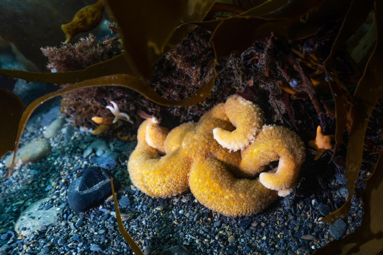 A Diplasterias brandti sea star nestles beneath a giant kelp holdfast.