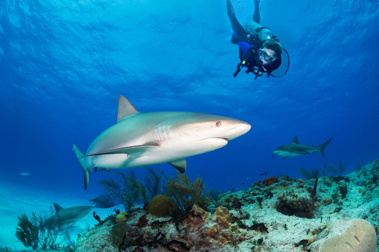 Scuba diver swimming alongside a shark