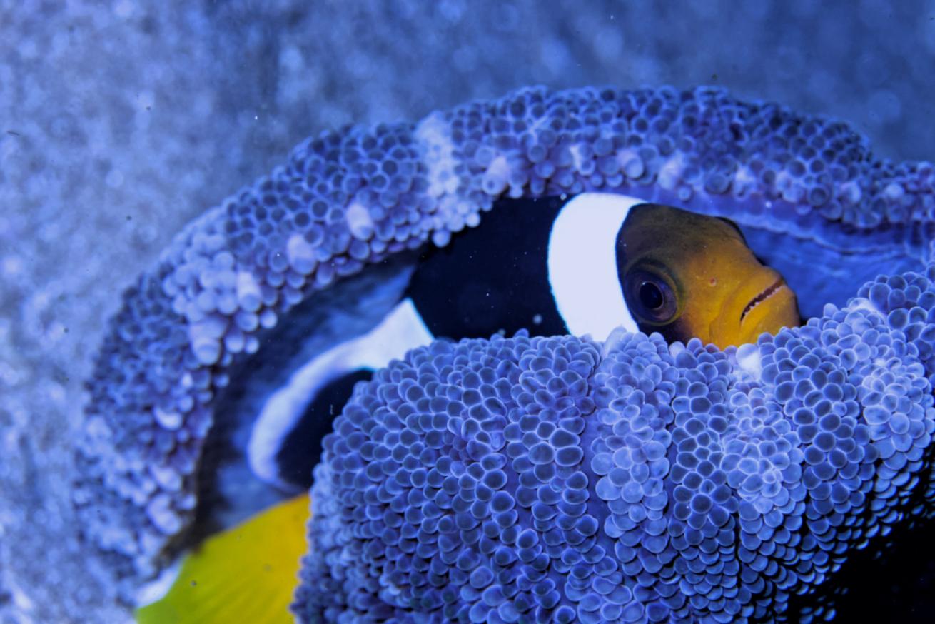 Hiding anemonefish underwater in Fujairah.