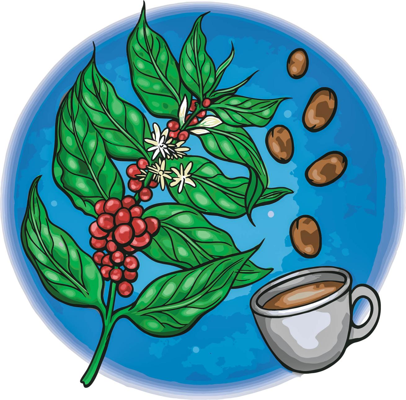 coffee illustration