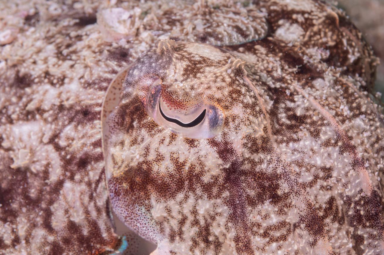 Close-up shot of a cuttlefish found in UAE. 