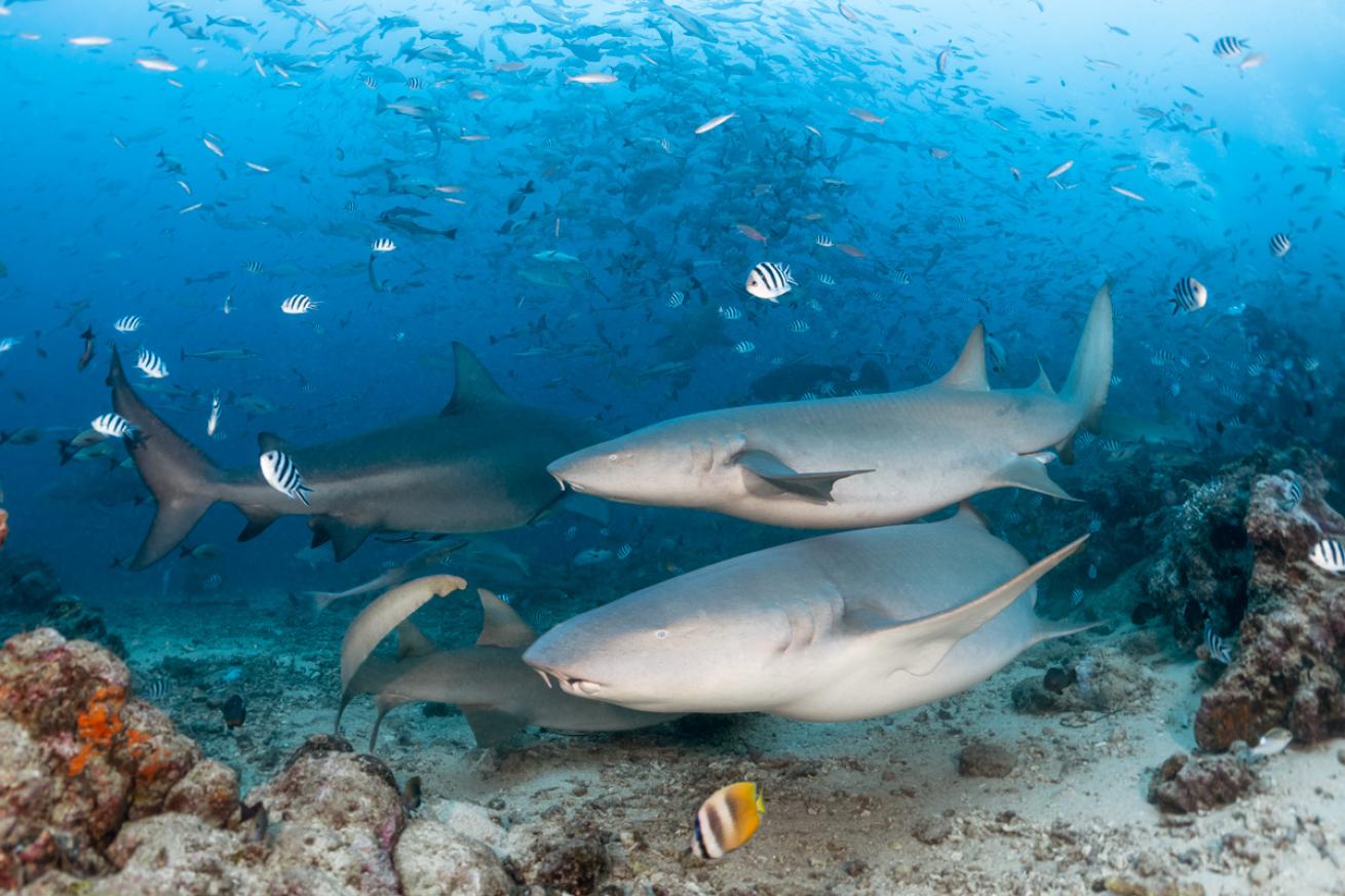 Nurse sharks