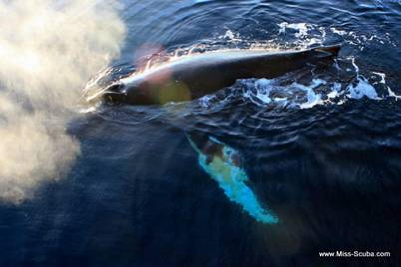 A humpback whale cruised next to the expedition ship for hours.