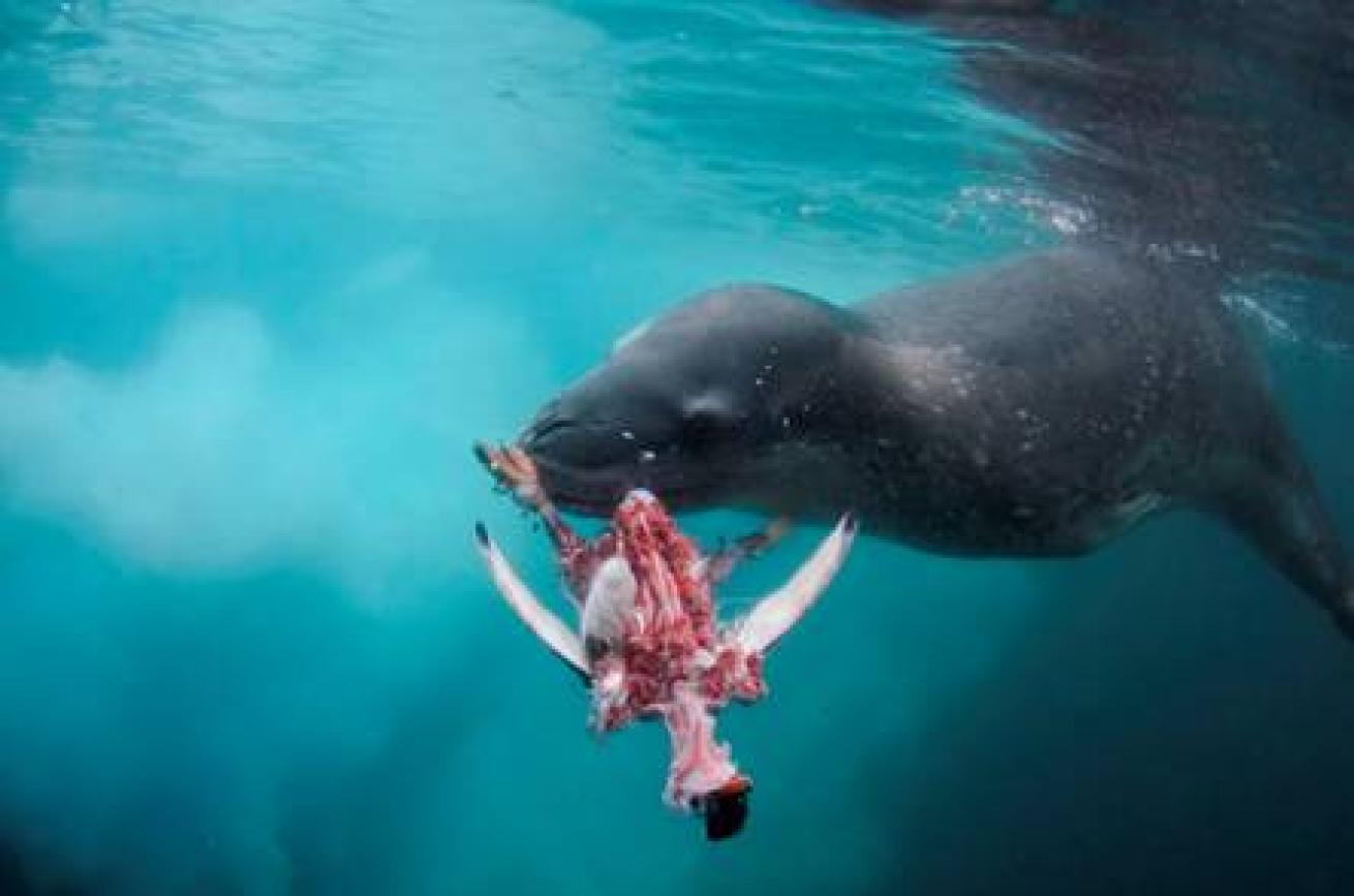 A leopard seal caught and devoured a gentoo penguin in about 20 minutes.