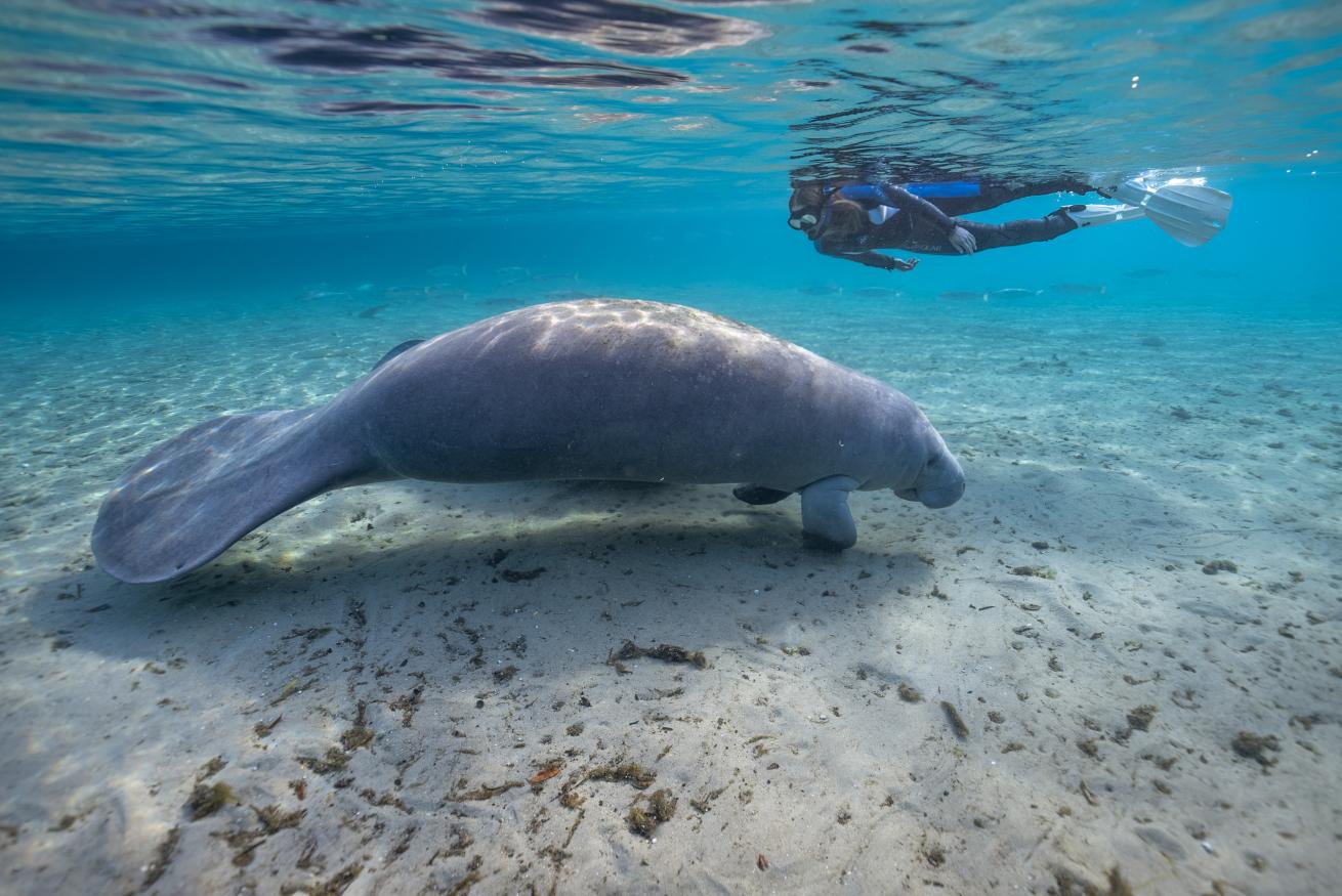 a diver observes