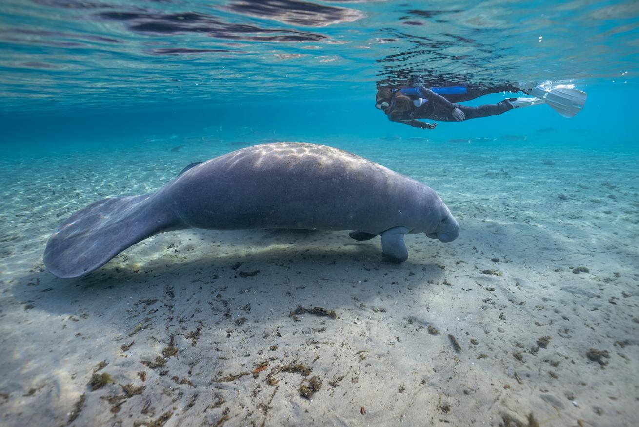 a diver observes 