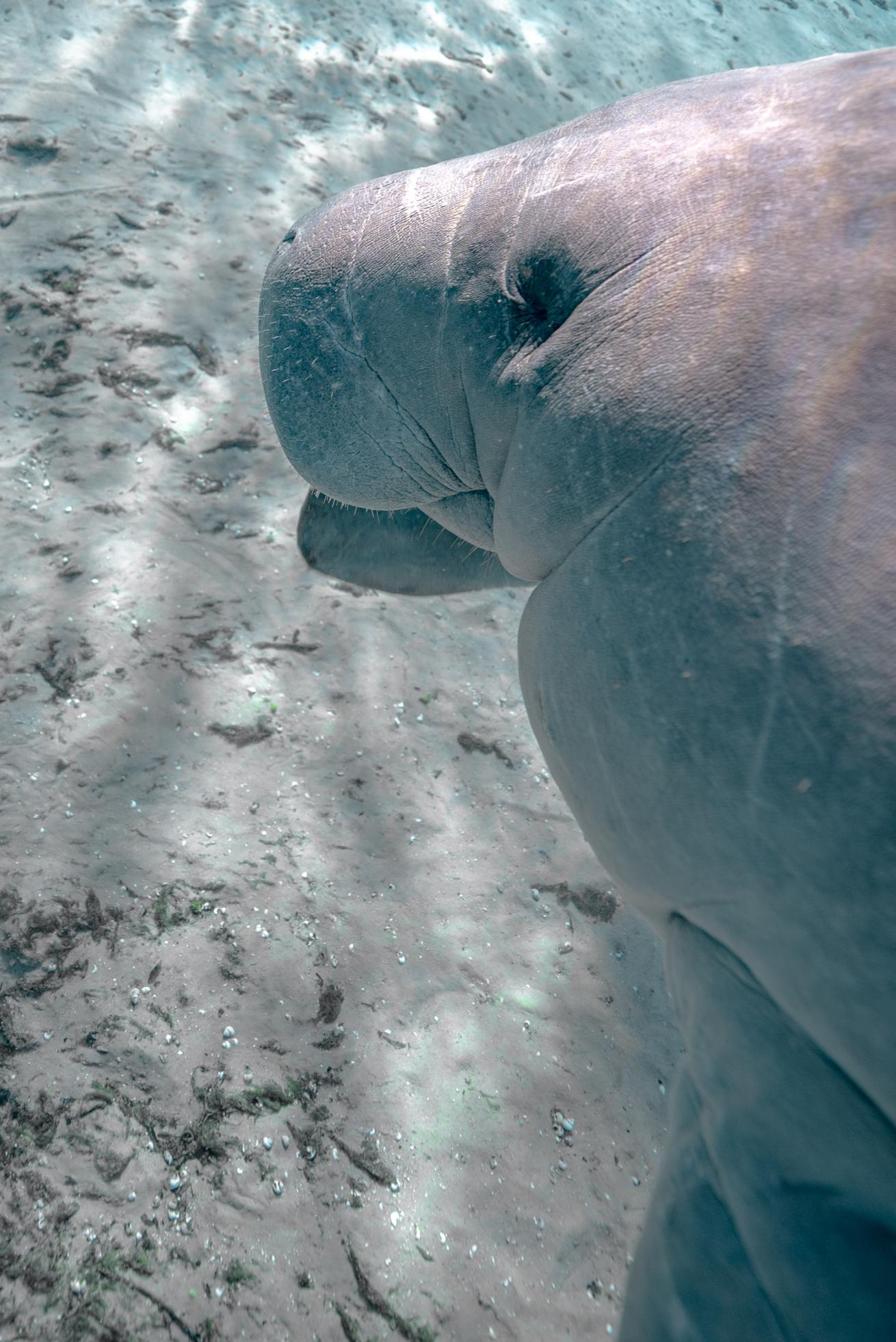 Up-close of a manatee