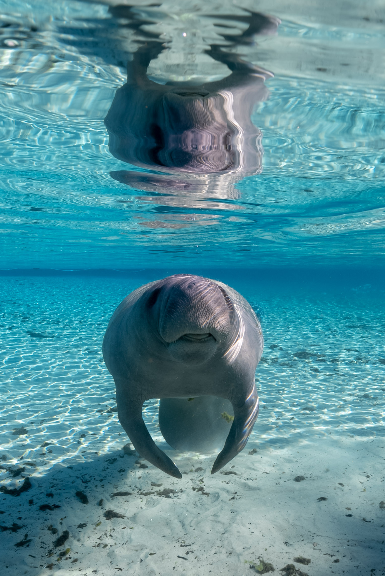 Manatee