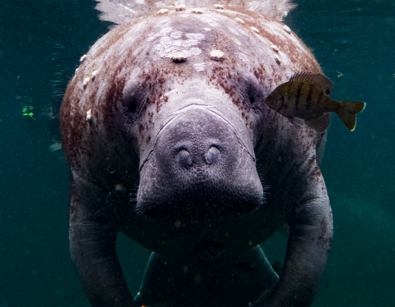 Close-up image of manatee