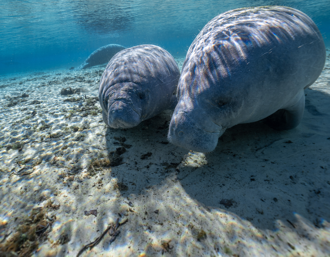 A mother and baby manatee