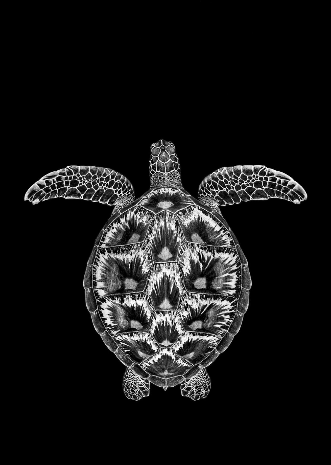 Turtle Black and White