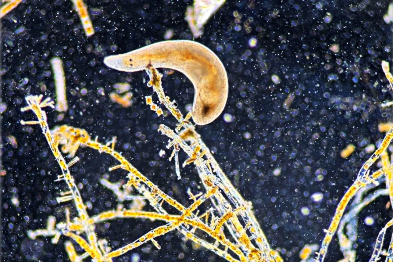Microscopic ocean flatworm