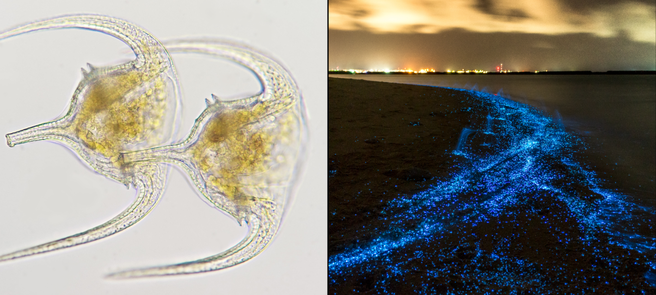 Marine dinoflagellates