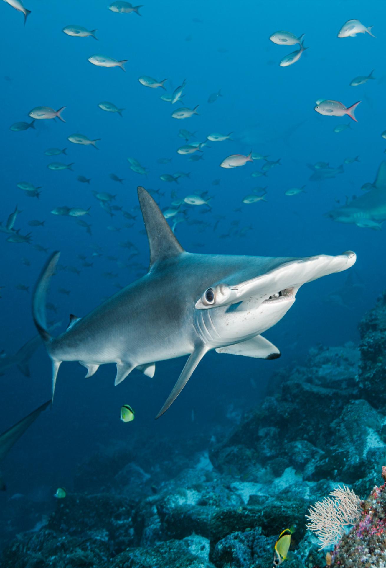 scalloped hammerhead