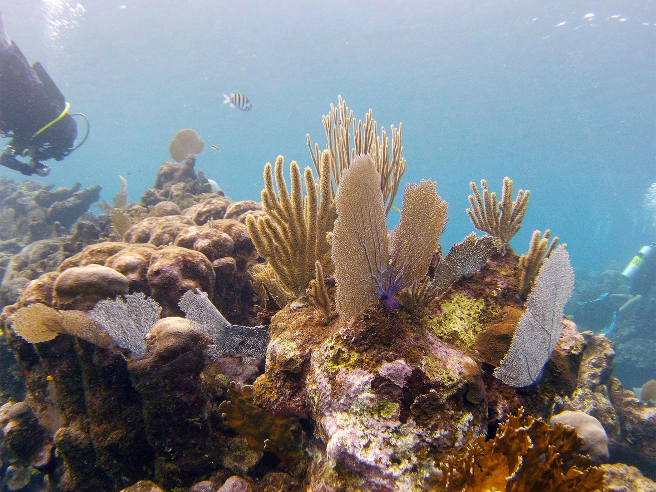 Roatan Marine Park