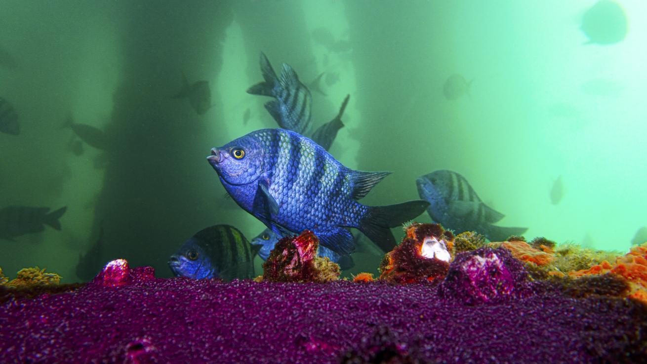 Male sergeant fish taking care of his nest (purple spot) at a depth of 16 feet