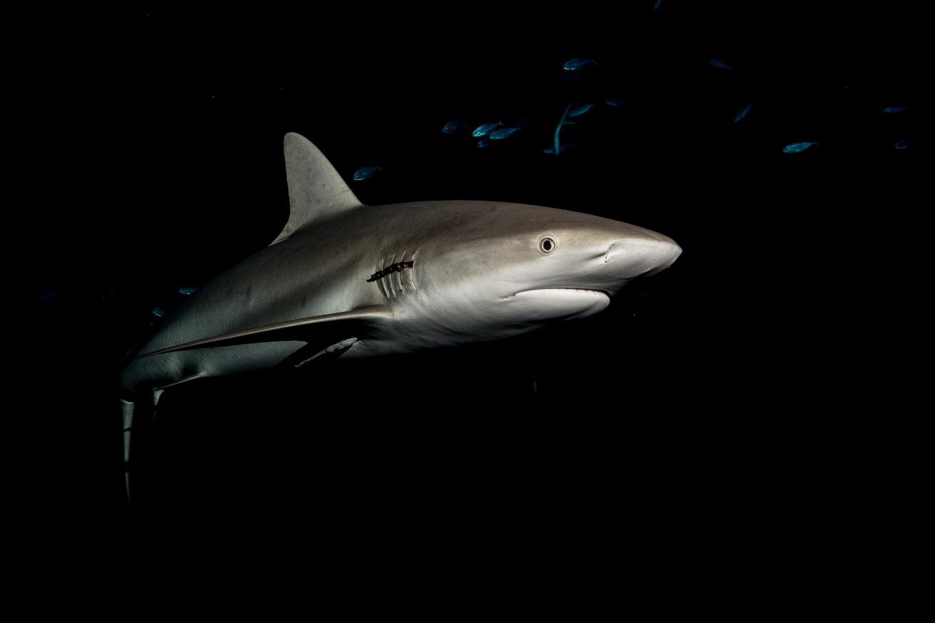 Are sharks more active at night?