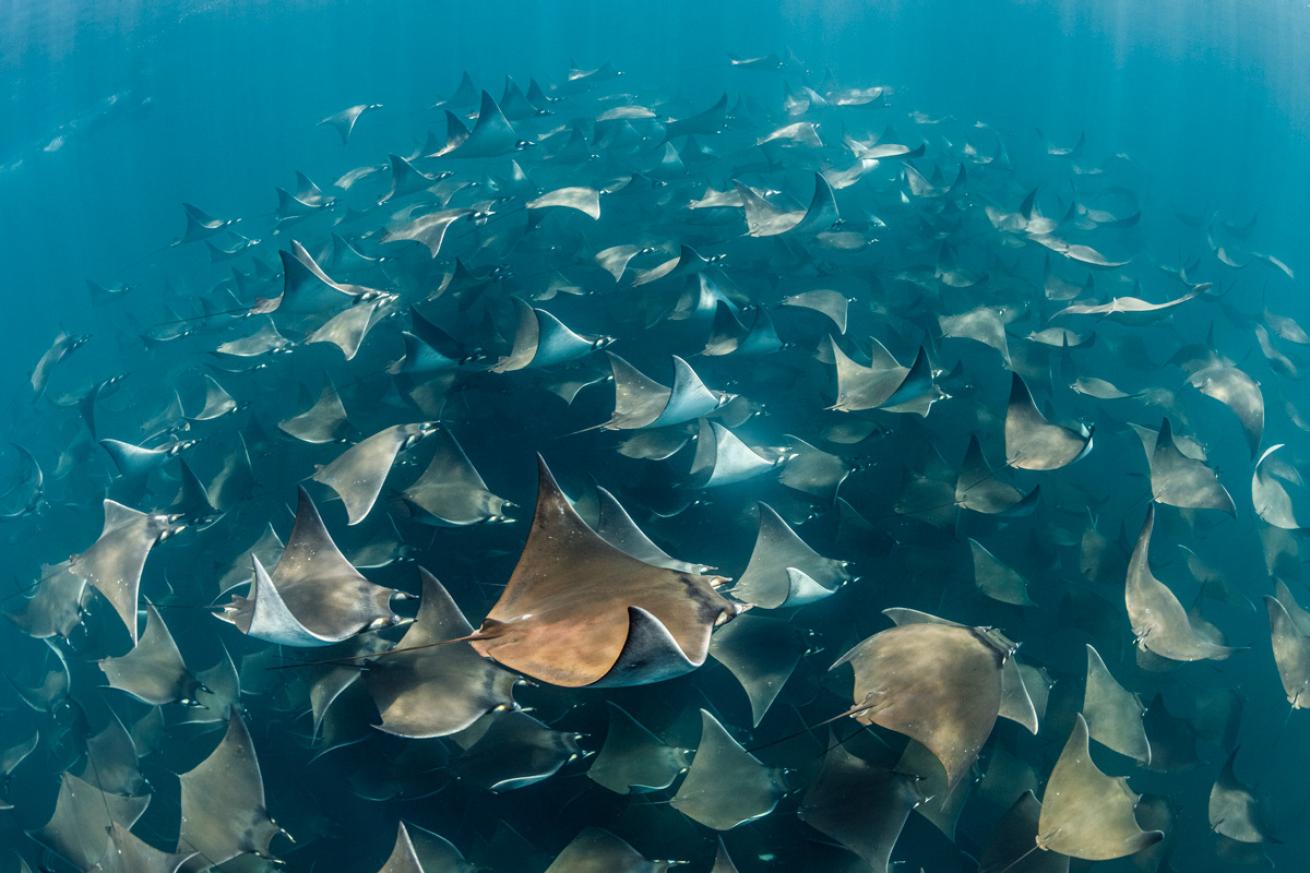 Mobula rays (Mobula munkiana) grow to only 4 feet and swim together in the thousands.