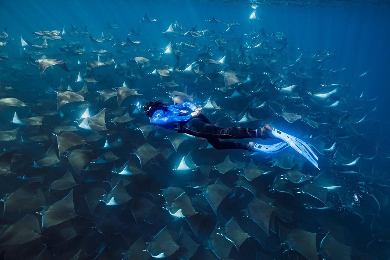 Melissa Cole dives with a group of mobula rays