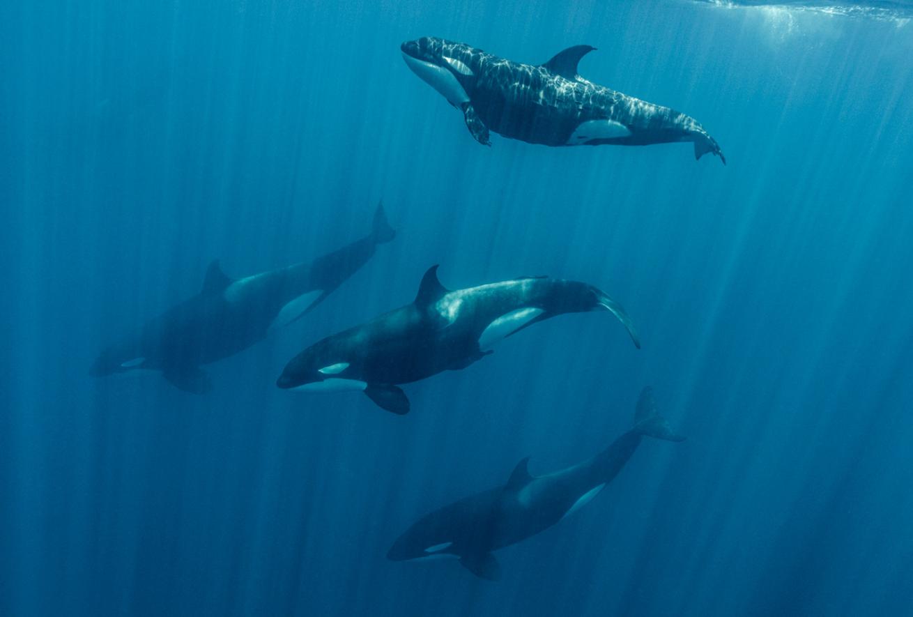 A pod of orcas swims serenely in Baja