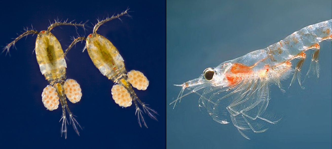 Zooplankton