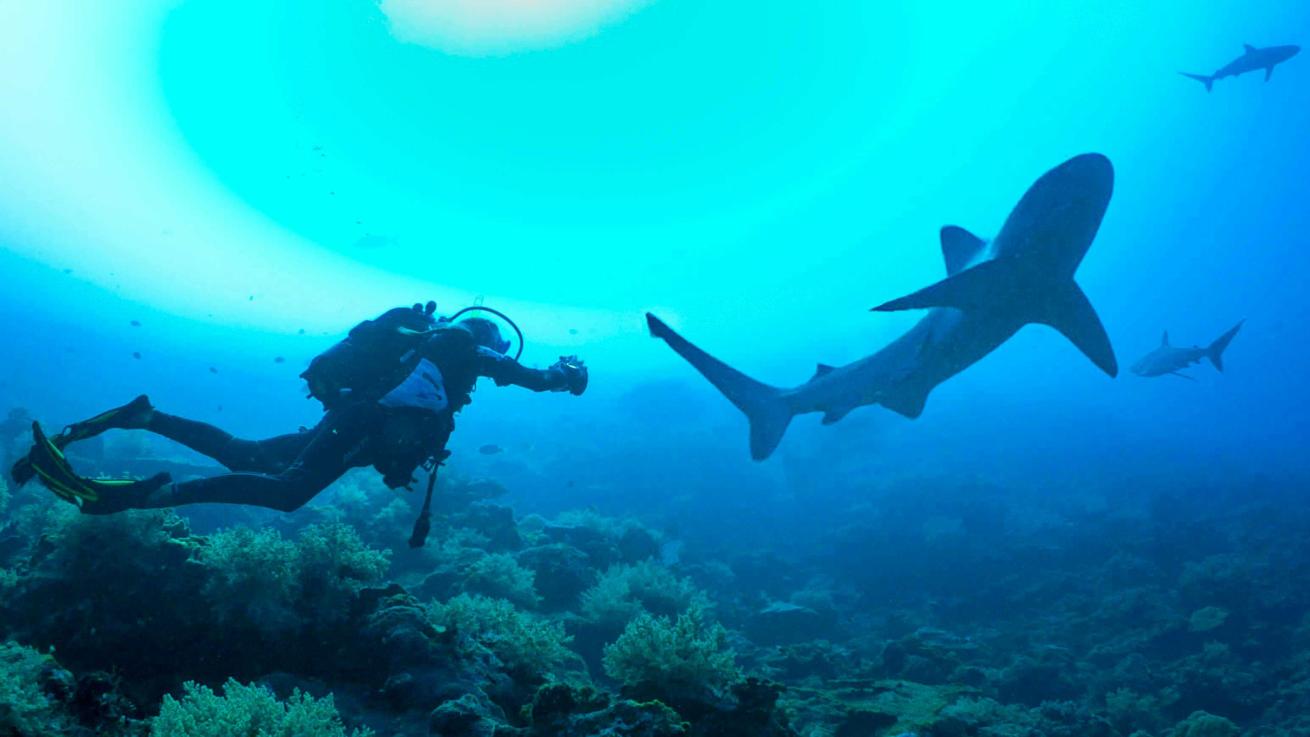 Scuba diving with sharks