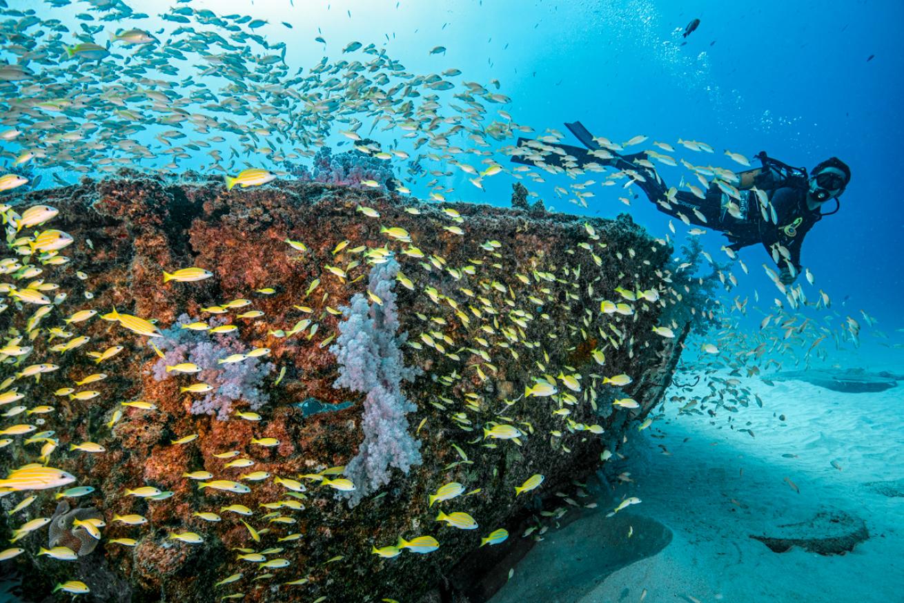 The wrecks of the Emily and the Water Lily attract vibrant fish life.