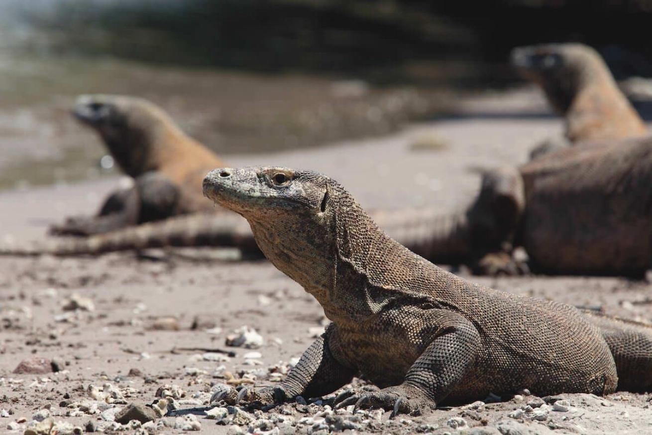 Experience the Diversity of Komodo Diving Aboard the Arenui | Scuba Diving