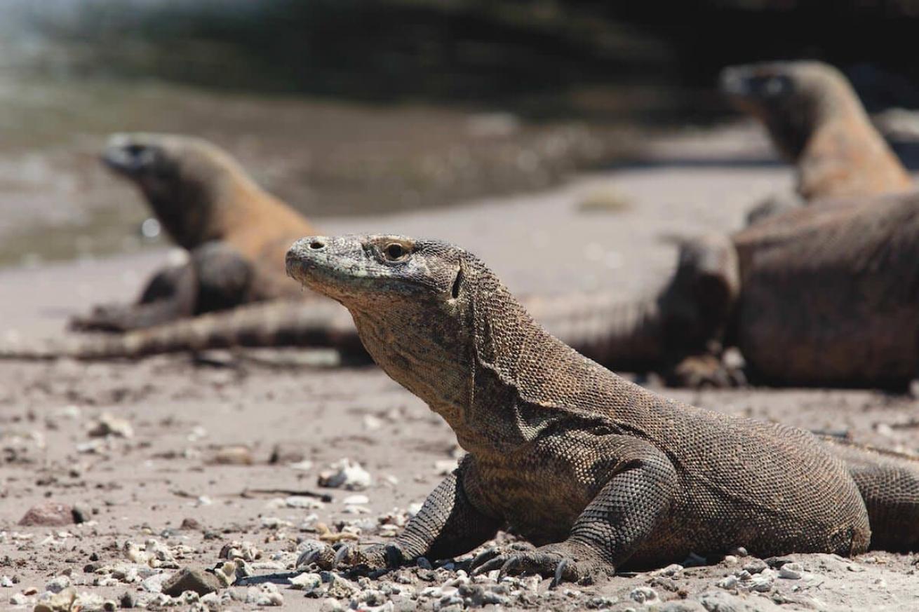 A group of komodo dragons