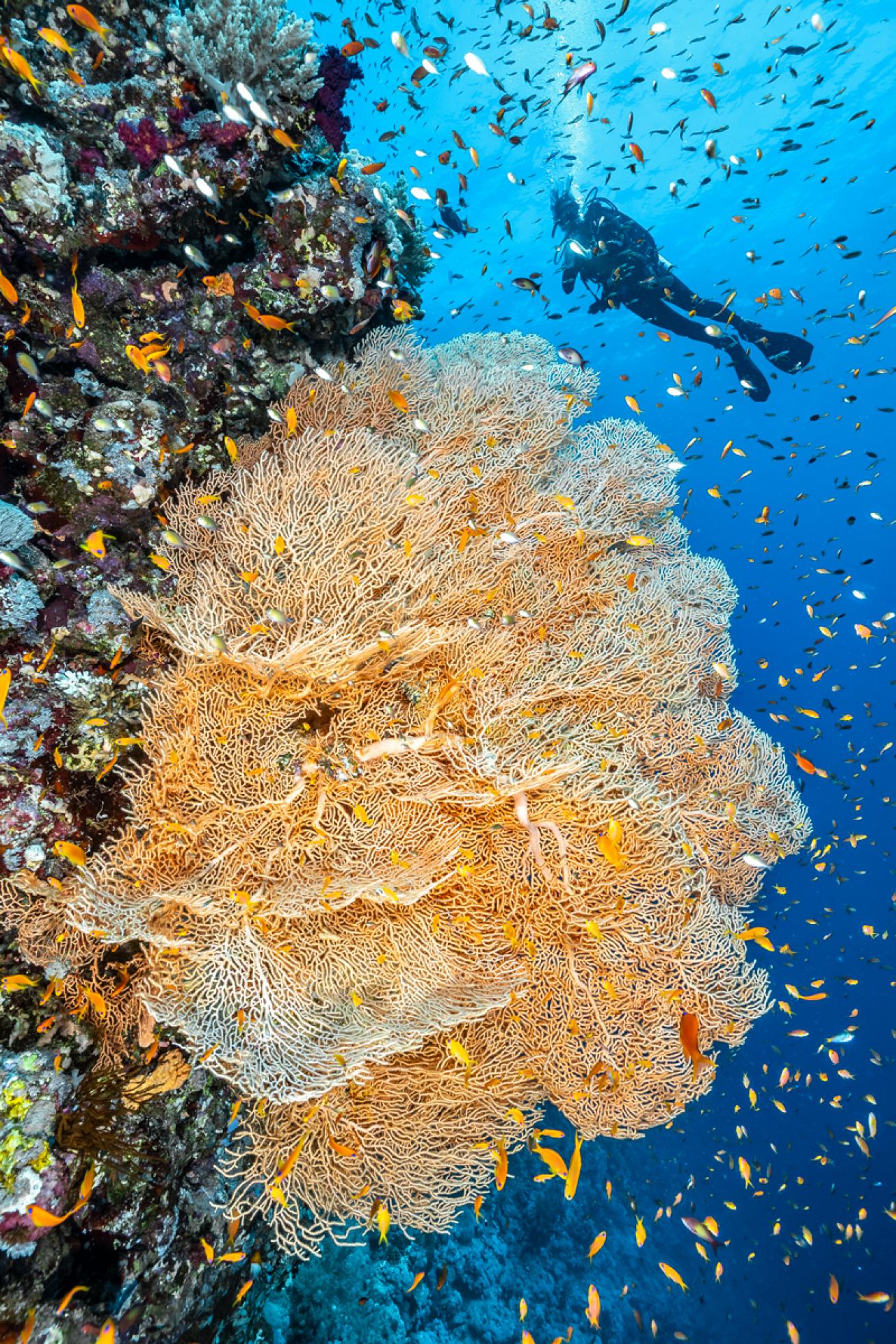 A diver marvels at a huge gorgonian sea fan at Elphinstone reef.