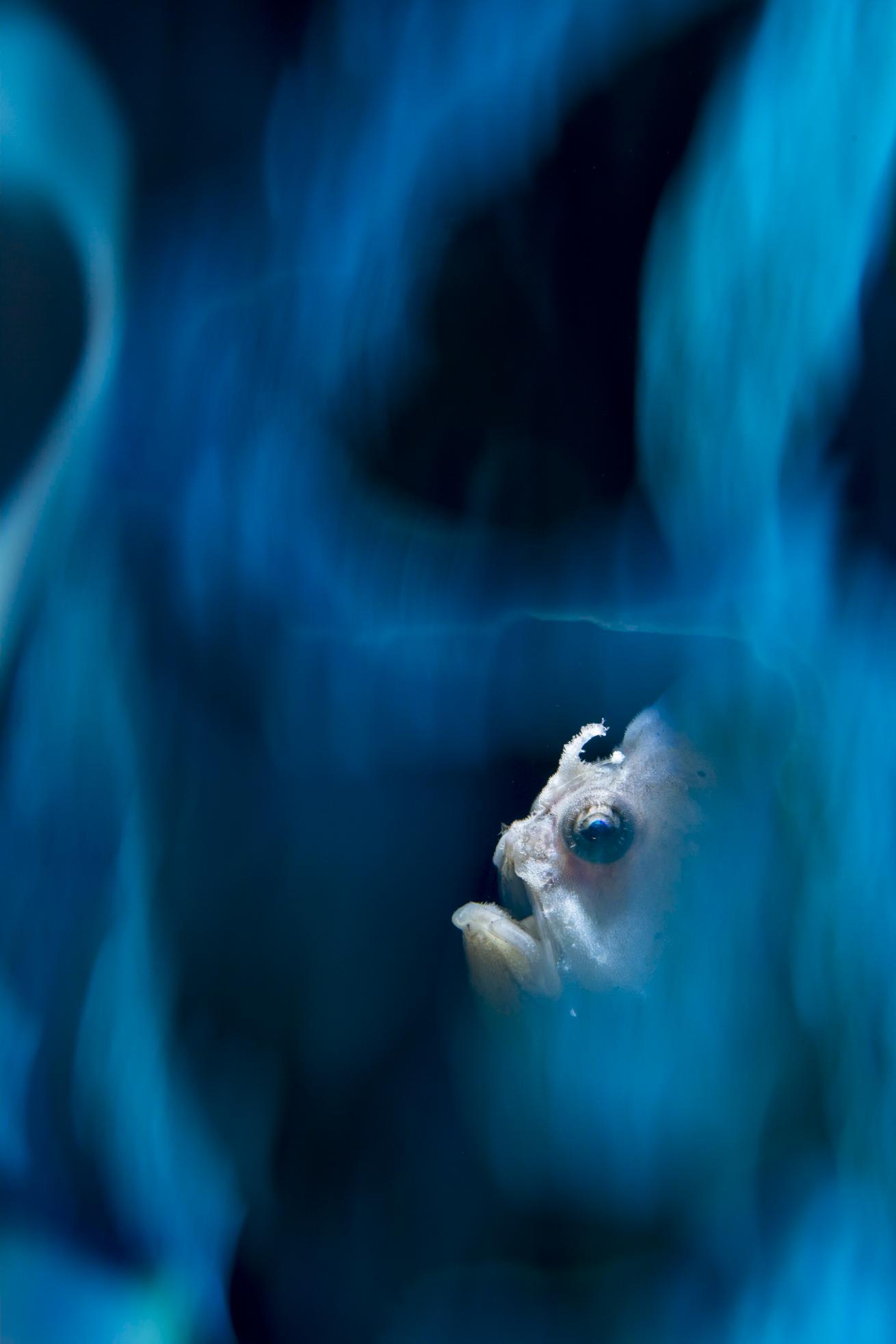 Blue Smoke - A frogfish waits for prey among blue sponges in Indonesia. Lit using a snoot and slow shutter speed for  background.