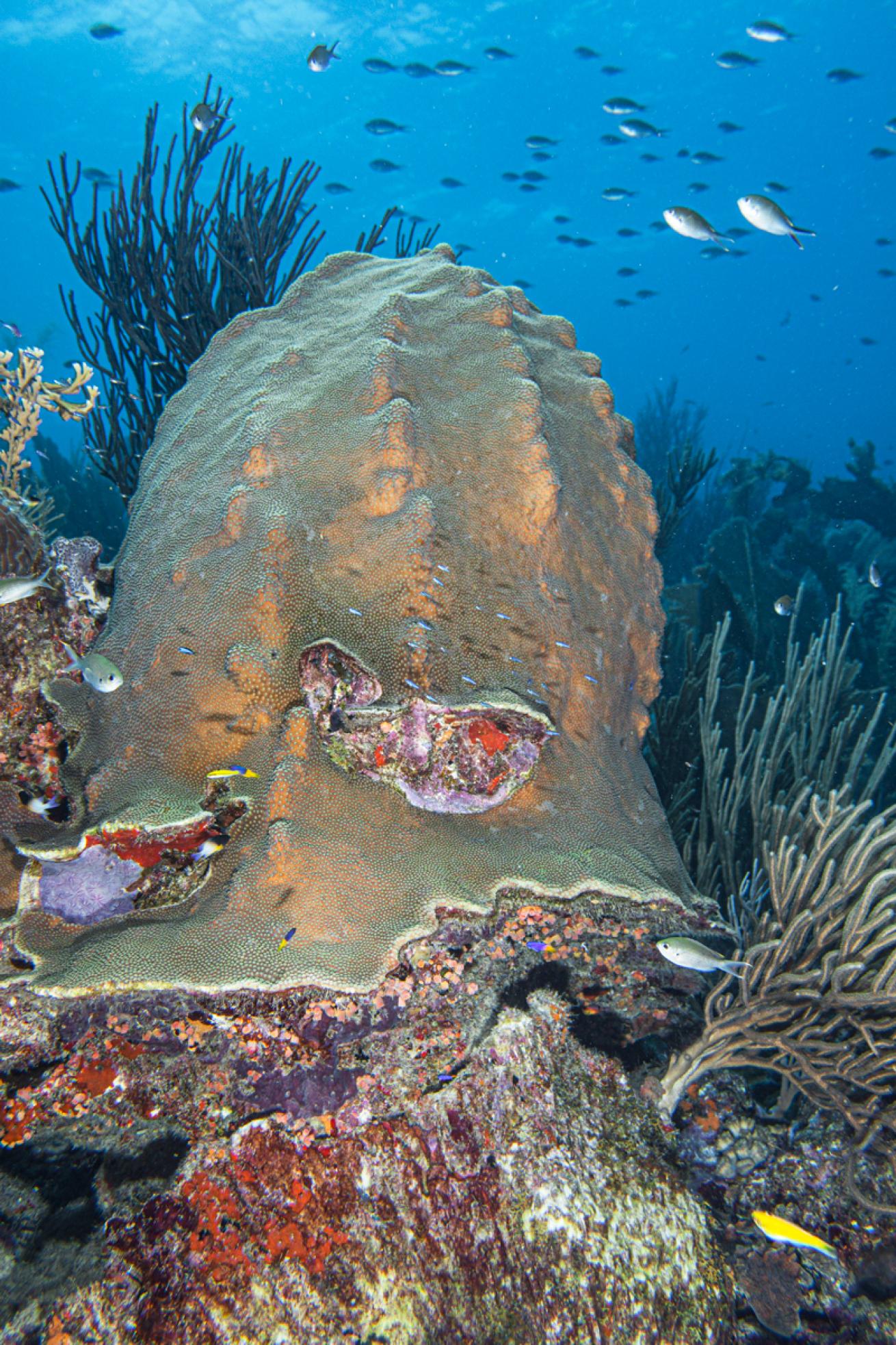 Lively reefs and attractions like this mountainous star coral await on Bonaire’s shore dives.