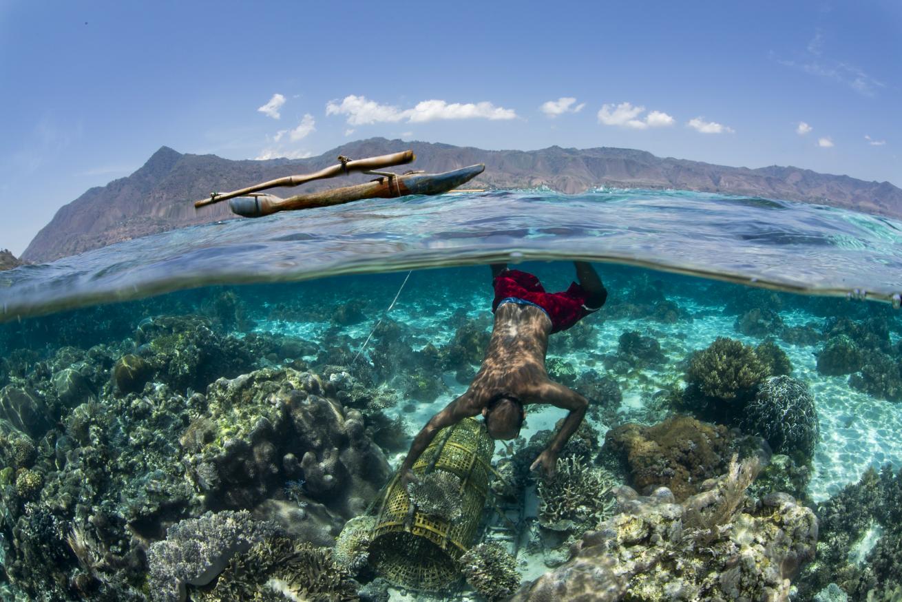 Fisherman and his outrigger - a local fisherman checking his fish trap on a shallow reef in Alor, Indonesia.