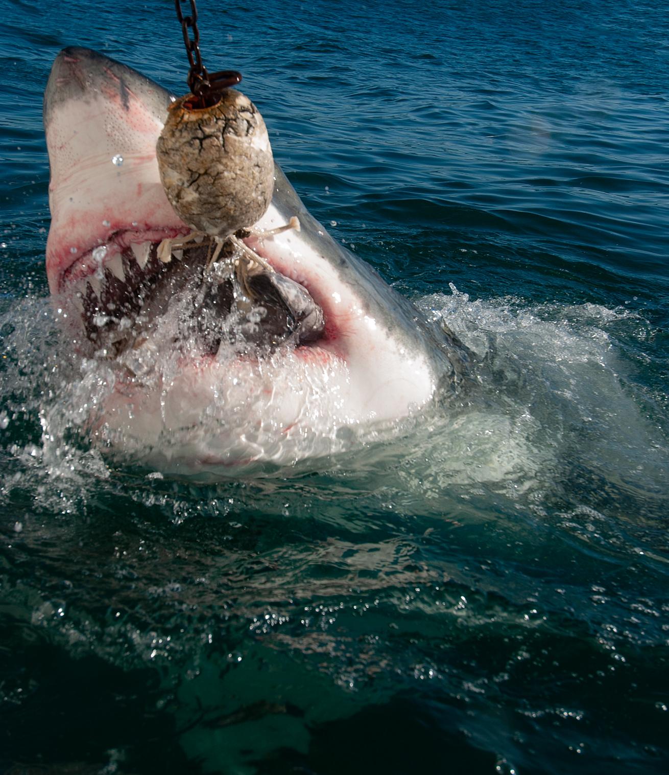 Great White Shark Bite