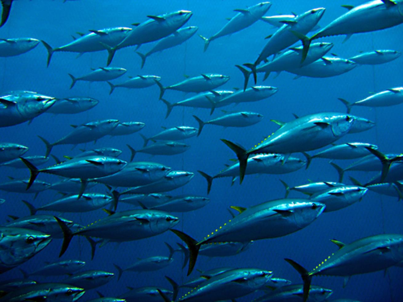 a school of tuna fish in the ocean