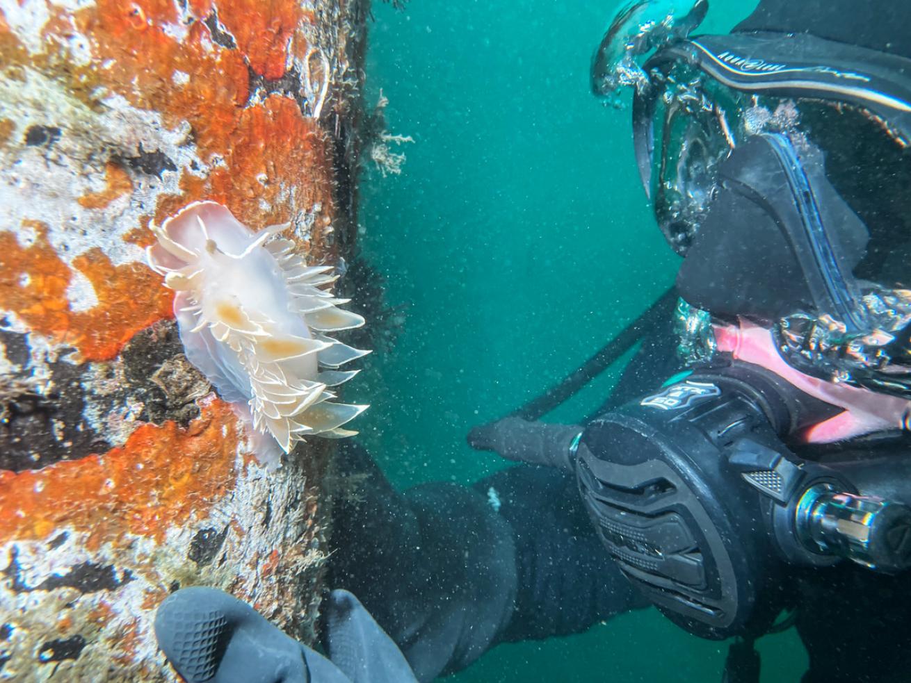 An Into the Ocean diver marvels at a nudibranch in Maple Bay, Vancouver Island.