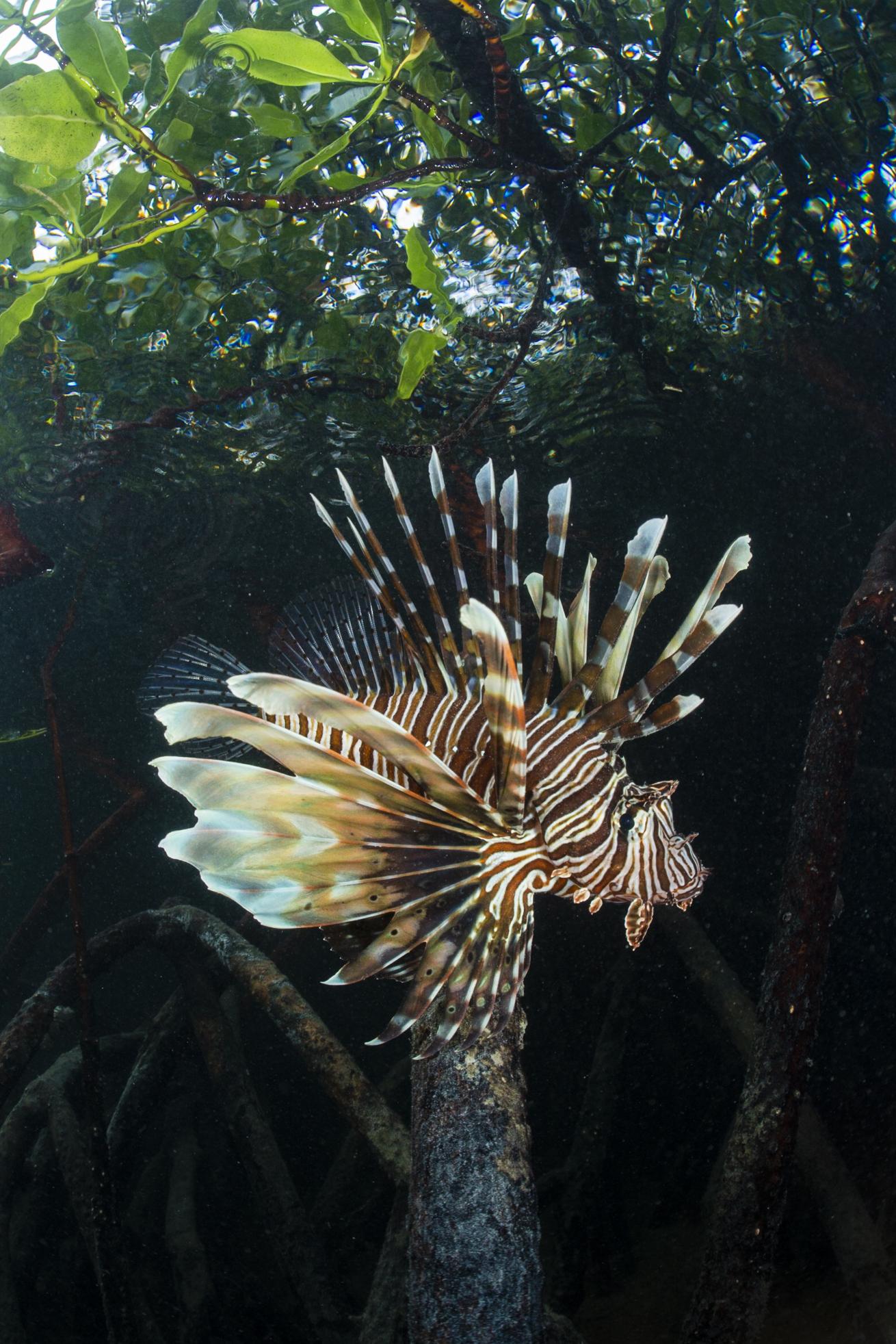 Mangrove lionfish - lionfish makes its way through tangled roots of a dense mangrove system to hunt juvenile fish in Mauritius.
