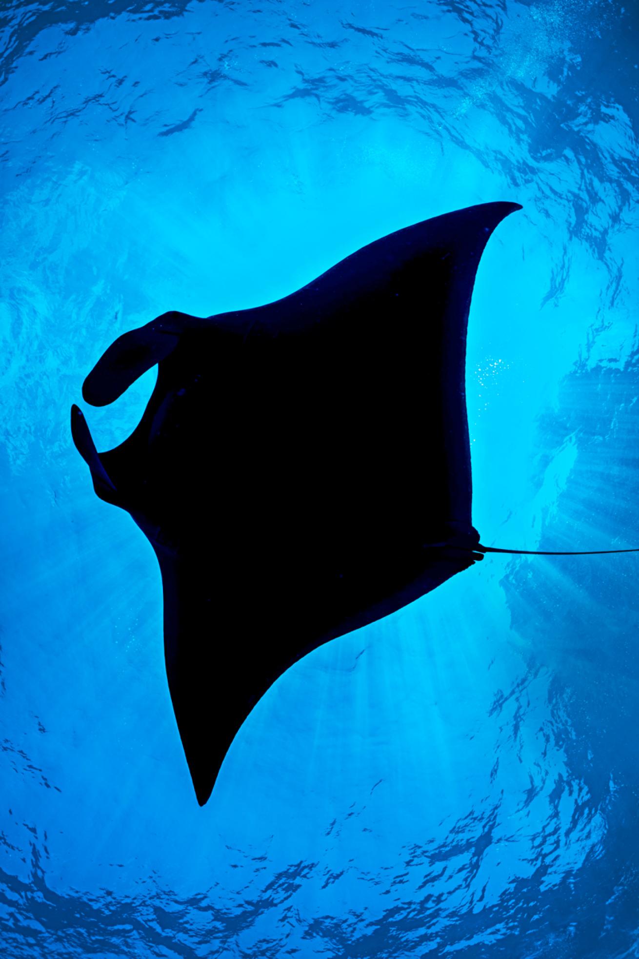 manta