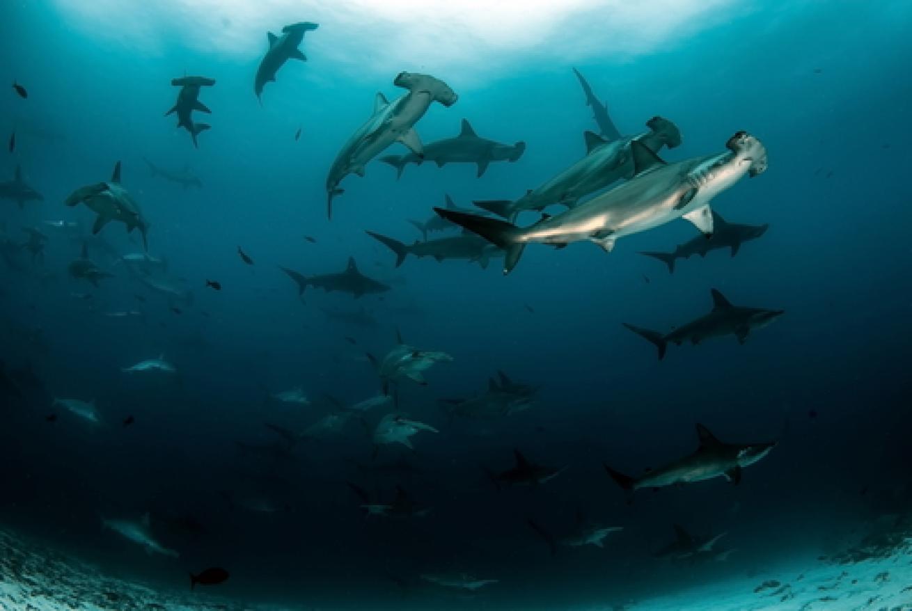 School of hammerhead sharks.