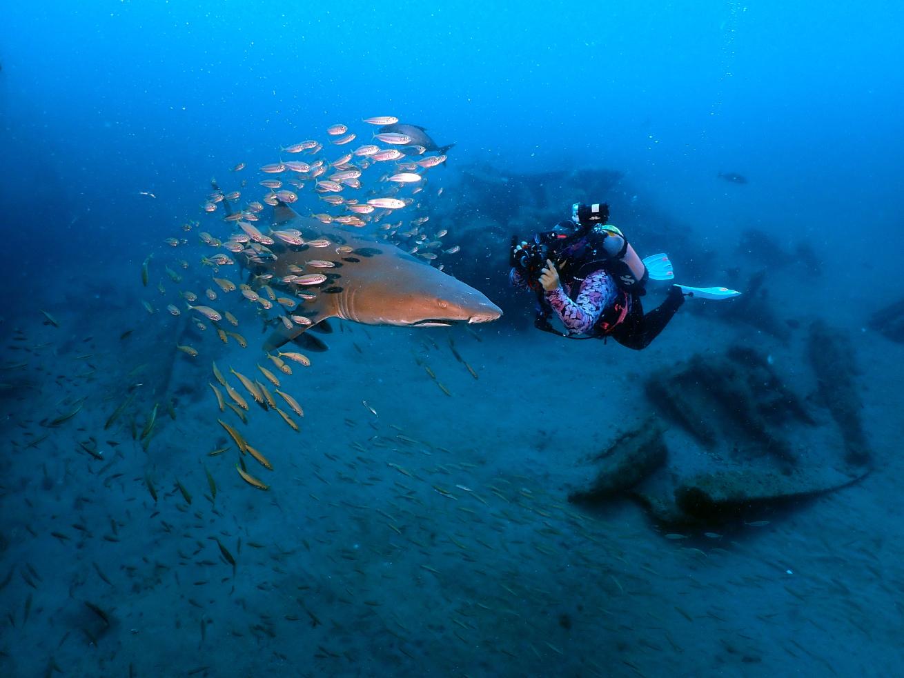 Dottie Benjamin Photographing a Sand Tiger Shark