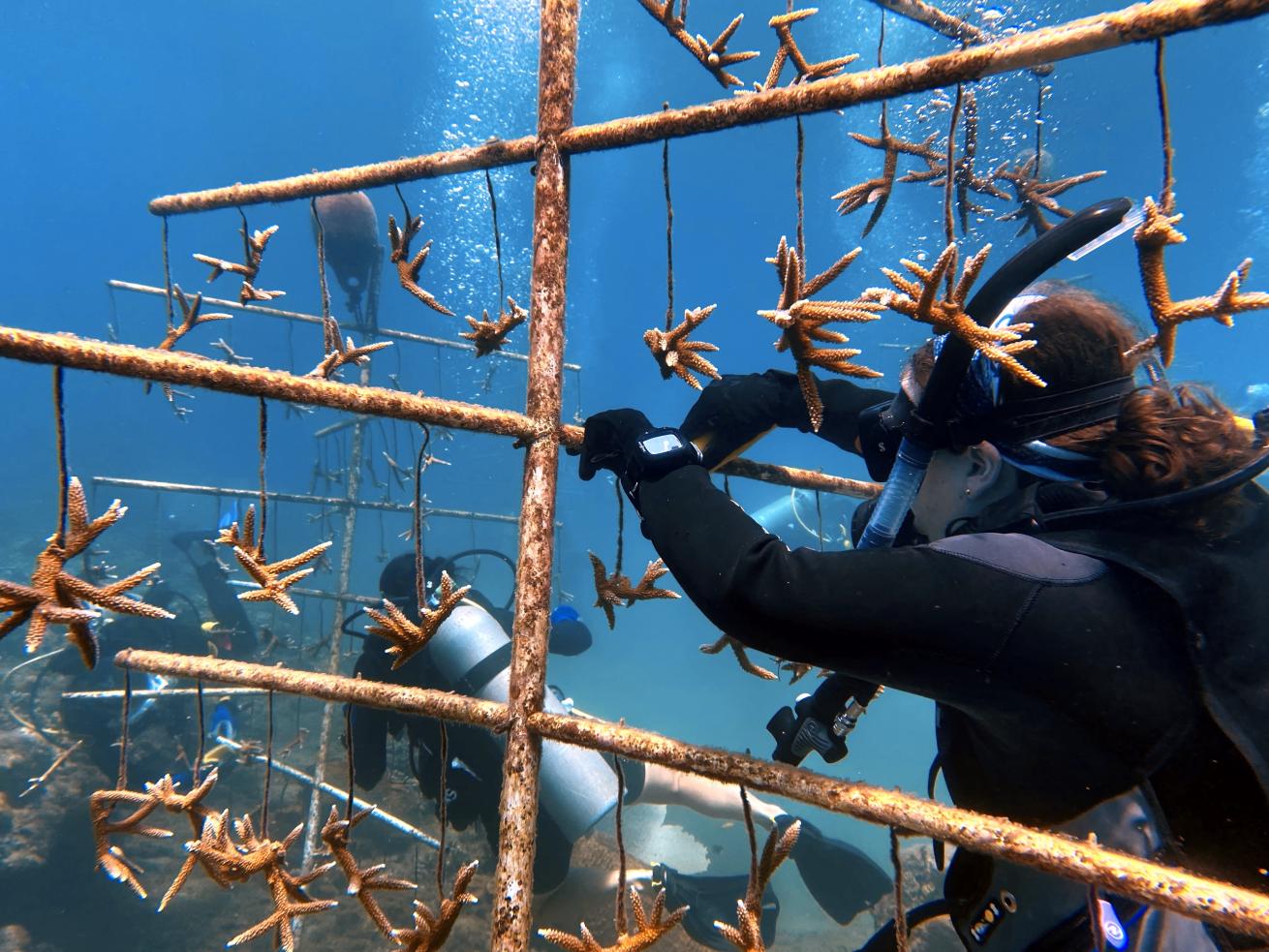The author cleaning a coral nursery with Grenada Coral Reef Foundation