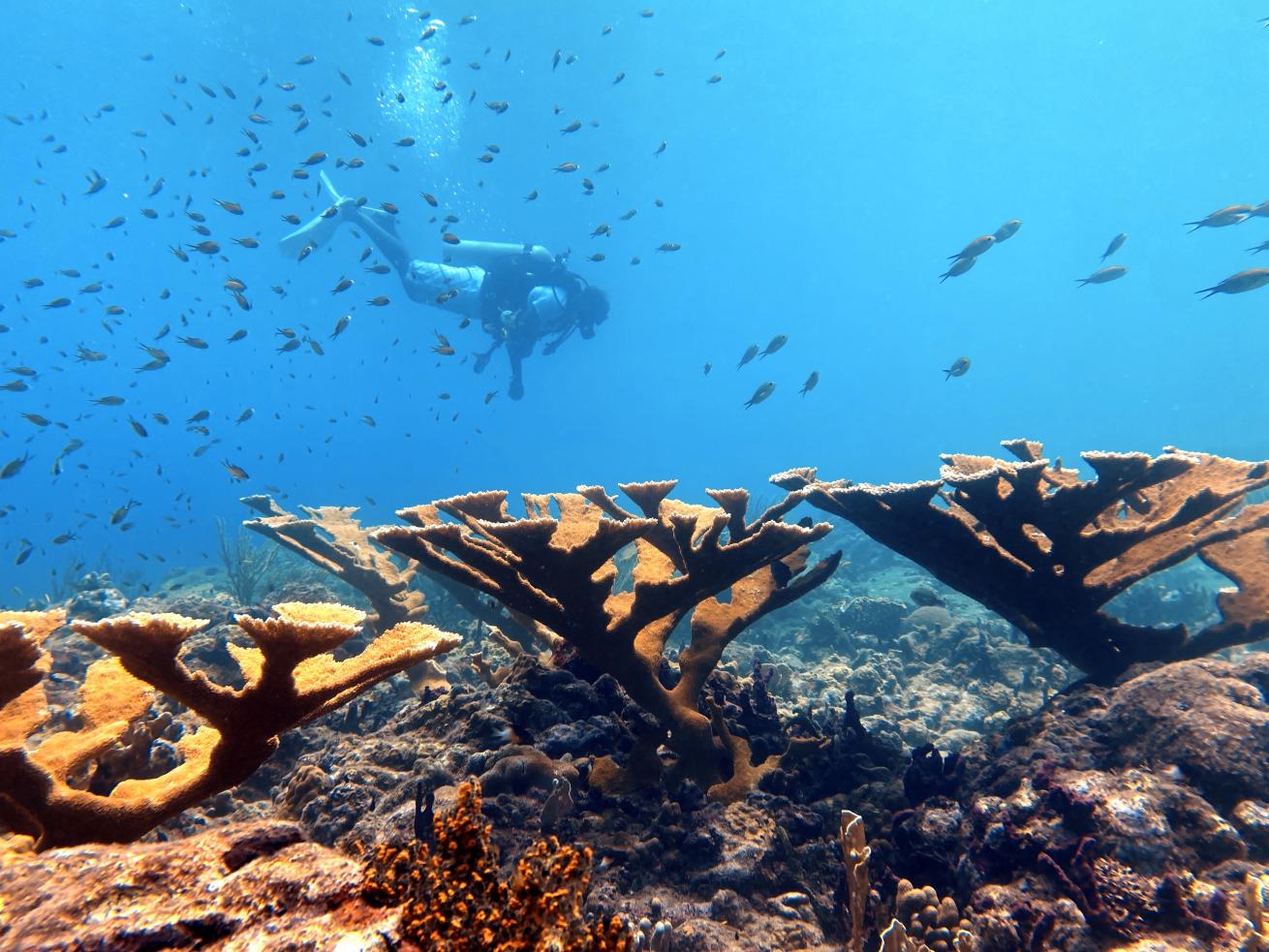 Denzel Adams checking a stand of elkhorn coral