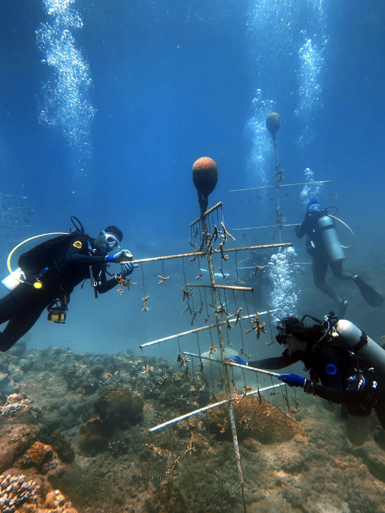 Volunteer divers cleaning a coral nursery with Grenada Coral Reef Foundation