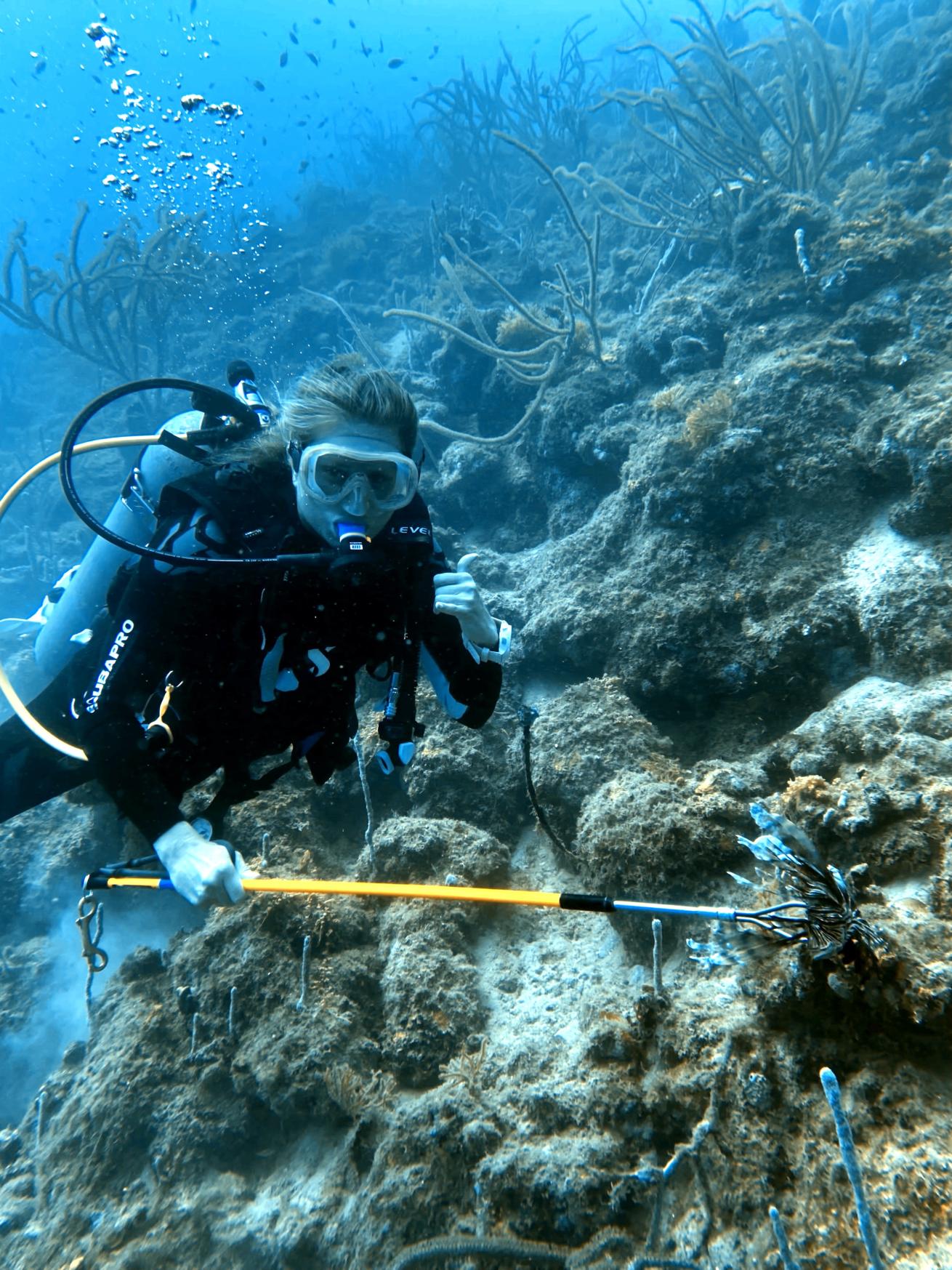 A volunteer diving spearing an invasive lion fish