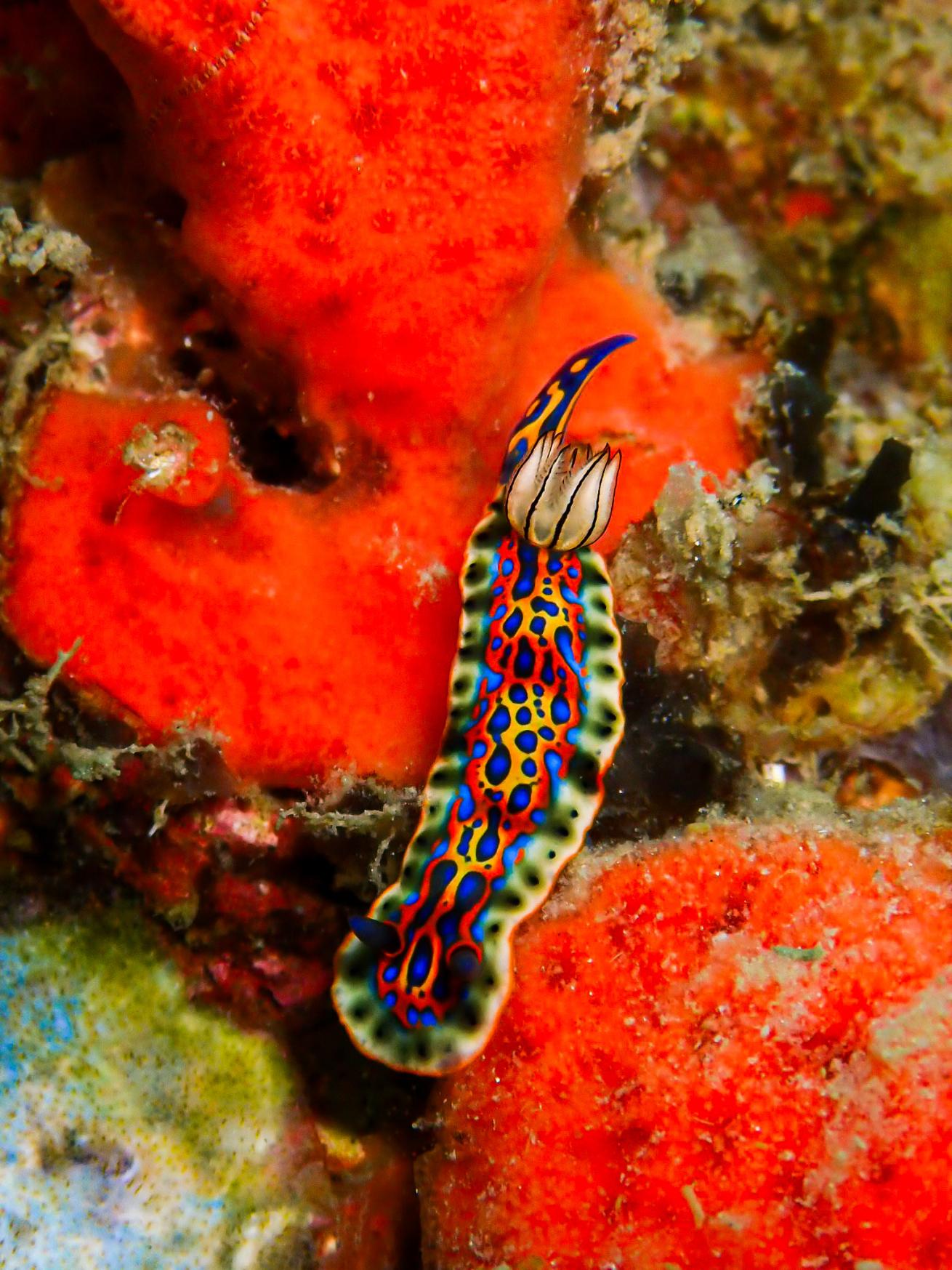 Nudibranch on reef in Panama 