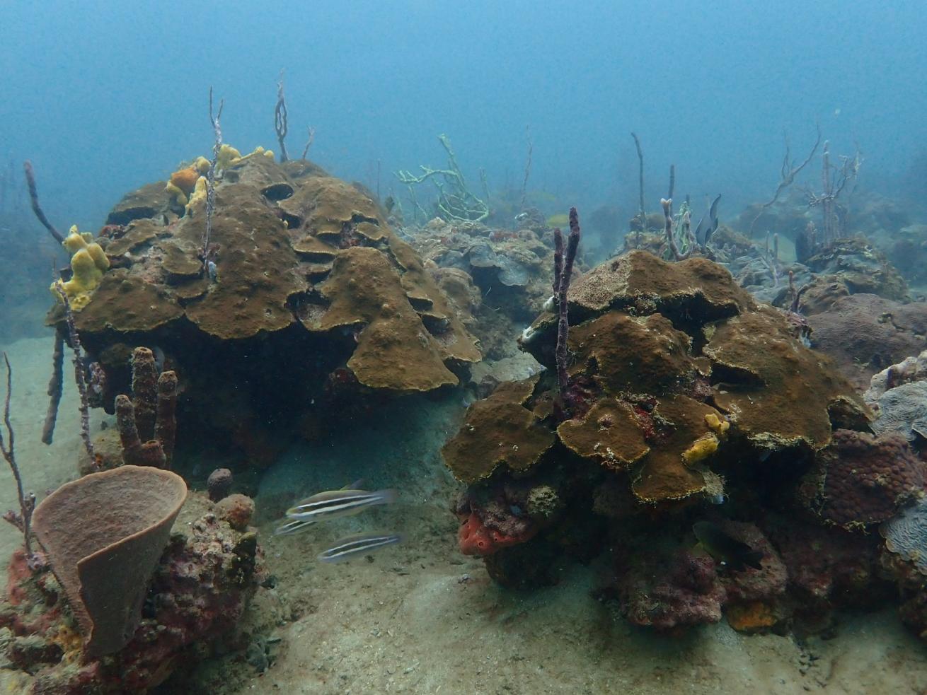Coral &quot;bommies&quot; or patch reefs found at the dive site Airport Point.