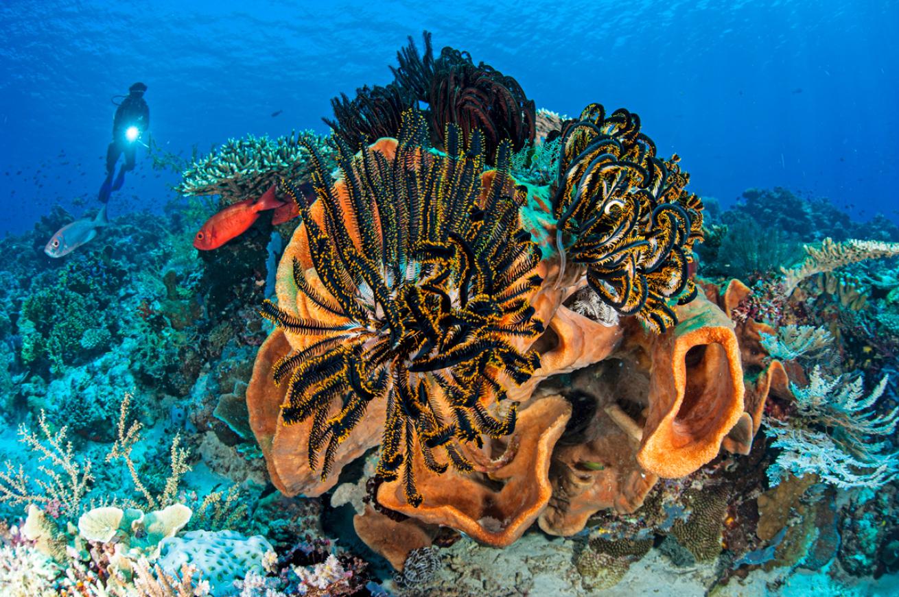 A diver inspects massive sponges and reef life at a site in Indonesia’s Komodo National Park.